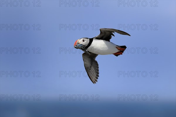 Puffin (Fratercula arctica), adult, flying, with sand eels, with food, Faroe Islands, England, Great Britain, Europe