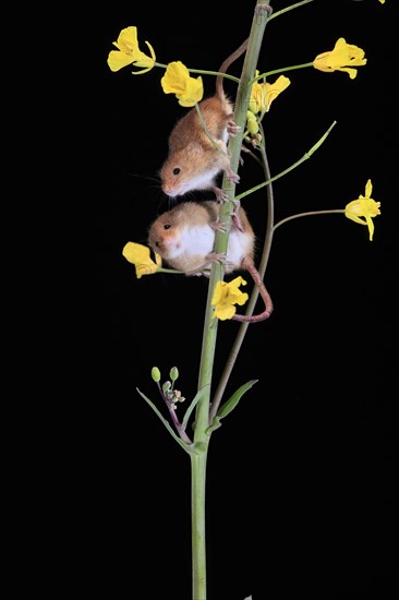 Eurasian harvest mouse (Micromys minutus), adult, two, pair, on plant stem, flowering, foraging, at night, Scotland, Great Britain