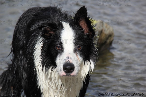 Wet Border Collie dog staring intently by the water, Amazing Dogs in the Nature