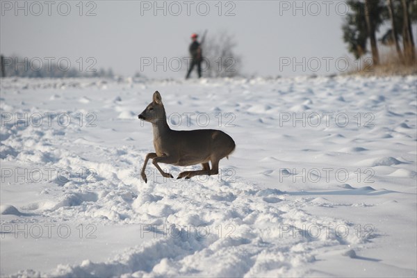 European roe deer (Capreolus capreolus) doe in winter coat jumps over snowy fallow field and is observed by hunter with rifle, Lower Austria, Austria, Europe