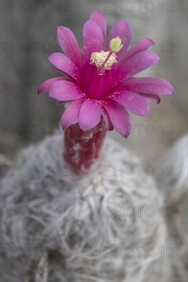 Cactus blossom, Jardin de Cactus, Lanzarote, Canary Islands, Spain, Europe