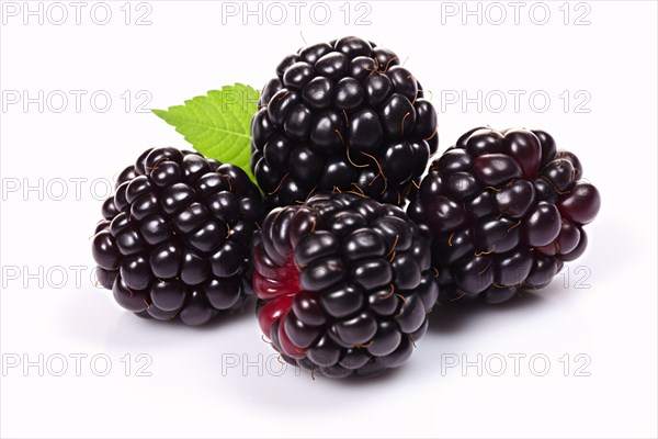 Four blackberry fruits on white background. KI generiert, generiert AI generated