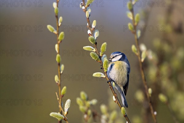 A blue tit perched on a budding branch in spring with a soft-focus background, Cyanistes Caeruleus, Blue tit