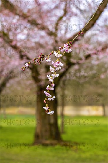 Cherry blossom branch in focus with blooming tree in the background at a serene park, Prunus serrulata, japanese Cherry