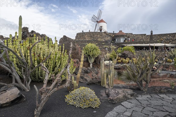 Cacti, Jardin de Cactus, Lanzarote, Canary Islands, Spain, Europe