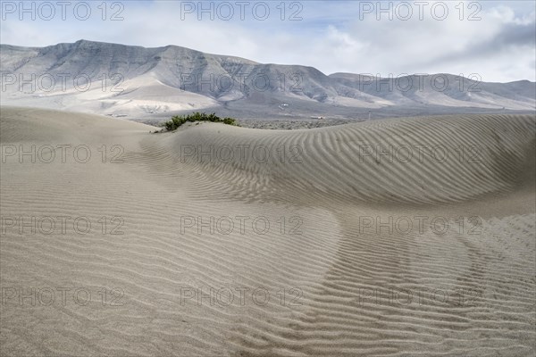 Dune landscape, Playa de Famara, Lanzarote, Canary Islands, Spain, Europe