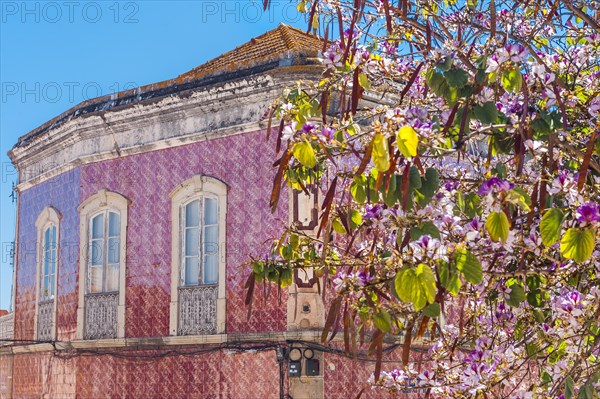 House with azulejo facade, old building, architecture, tiles, craft, traditional, tradition, building, property, tile, architecture, tree, plant, red, pink, colour scheme, decoration, living, old town, old building, city trip, Silves, Algarve, Portugal, Europe