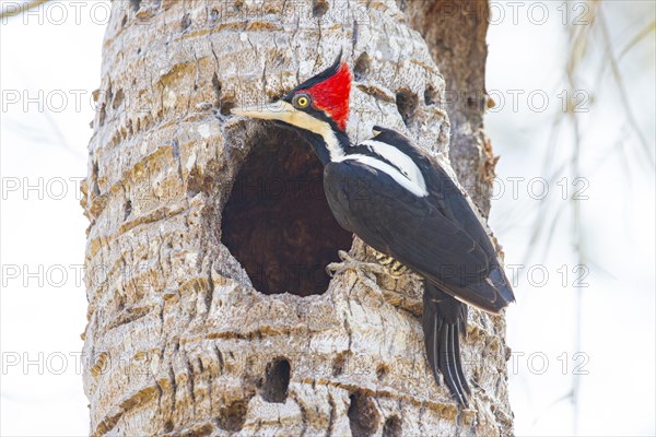 Crimson-crested woodpecker (Campephilus melanoleucos) Pantanal Brazil