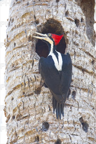 Crimson-crested woodpecker (Campephilus melanoleucos) Pantanal Brazil