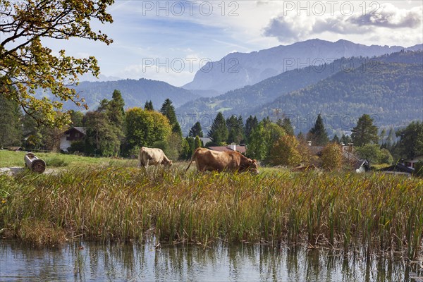 Wetterstein mountains with cows and pond in autumn, hiking trail Kramerplateauweg, Garmisch-Partenkirchen, Upper Bavaria, Bavaria, Germany, Europe