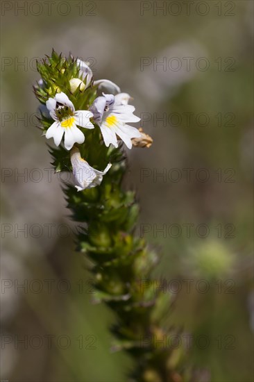 Close-up of a flower with white blossoms and green stem on a blurred natural background Eyebright EuphrasiaRhinantheae Medicinal plant Can reduce increased intraocular pressure supportive against glaucoma