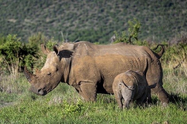 White rhinoceros (Ceratotherium simum) cow with baby, Madikwe Game Reserve, North West Province, South Africa, RSA, Africa