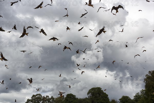 Countless red kites (Milvus milvus) in flight looking for prey, flock, dramatic cloudy sky, bad weather, Wales, Great Britain