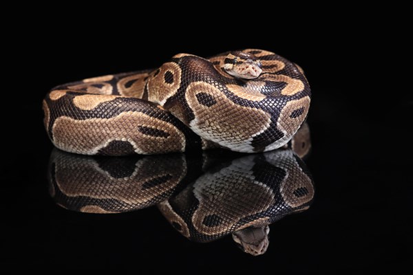 King python, (Python regius), adult, resting, captive, Central Africa, West Africa