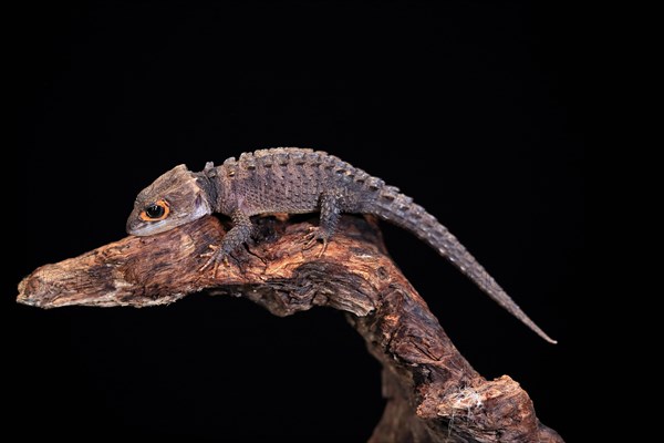 Red-eyed crocodile skink (Tribolonotus gracilis), adult, on tree, captive, New Guinea