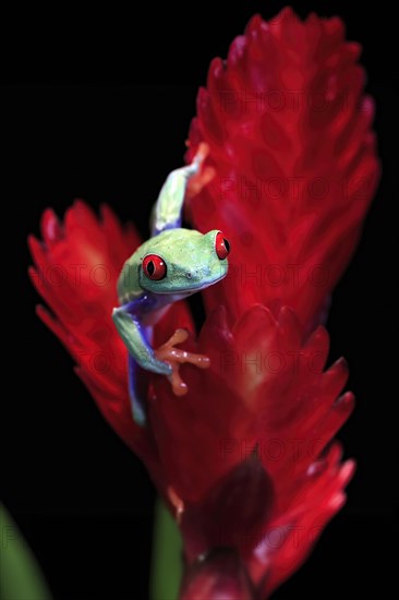 Red-eyed tree frog (Agalychnis callidryas), adult, on bromeliad, captive, Central America