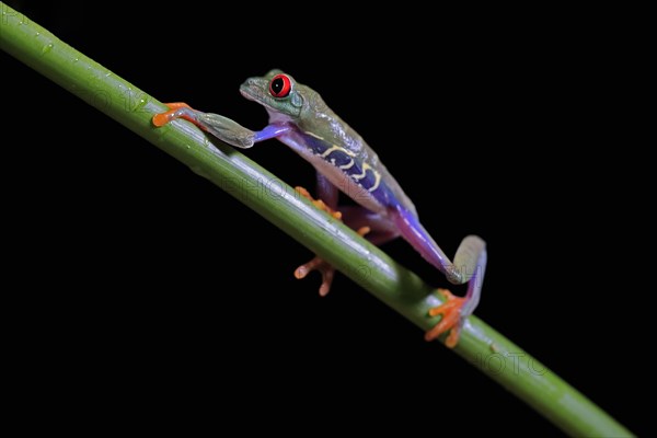 Red-eyed tree frog (Agalychnis callidryas), adult, on green stem, Aeonium, captive, Central America