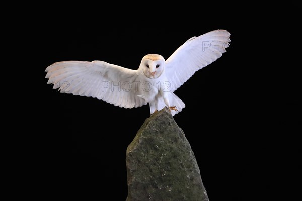 Barn owl, (Tyto alba), adult, flying, landing, on rocks, at night, Lowick, Northumberland, England, Great Britain