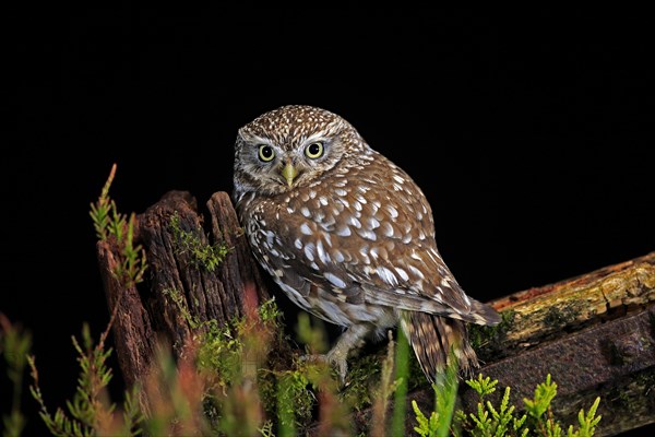 Little owl (Athene noctua), (Tyto alba), adult, on tree trunk, at night, vigilant, Lowick, Northumberland, England, Great Britain