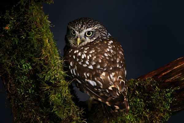 Little owl (Athene noctua), (Tyto alba), adult, on tree trunk, alert, Lowick, Northumberland, England, Great Britain