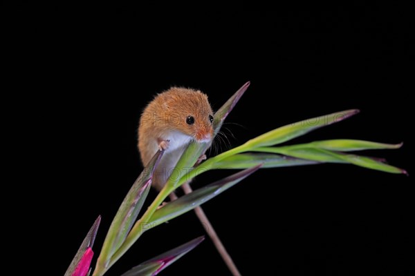 Eurasian harvest mouse (Micromys minutus), adult, on plant stem, flowering, foraging, at night, Scotland, Great Britain
