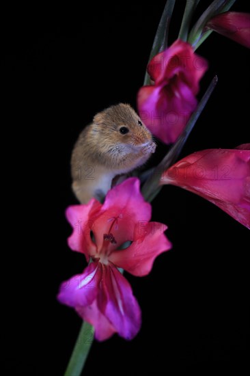 Eurasian harvest mouse (Micromys minutus), adult, on plant stem, flowering, foraging, at night, Scotland, Great Britain