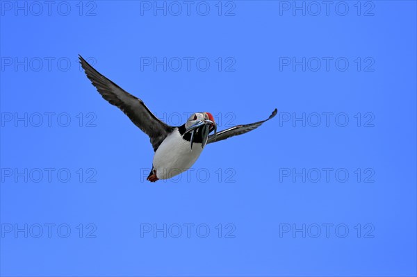 Puffin (Fratercula arctica), adult, flying, with sand eels, with food, Faroe Islands, England, Great Britain, Europe