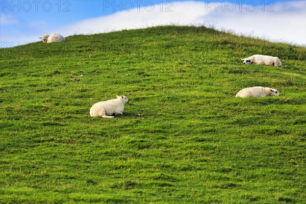 Domestic sheep (Ovis gmelini aries), lying in a meadow on a slope, Wales, Great Britain