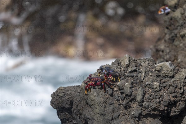 Red rock crab (Grapsus adscensionis) on rock, Lanzarote, Canary Islands, Spain, Europe