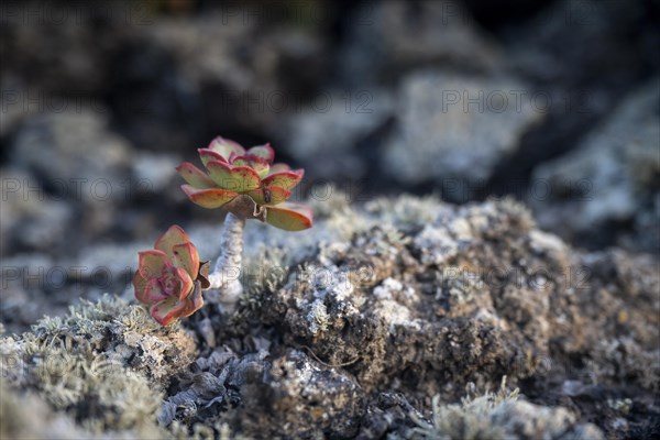 Aeonium, succulent, in lava rock, Lanzarote, Canary Islands, Spain, Europe