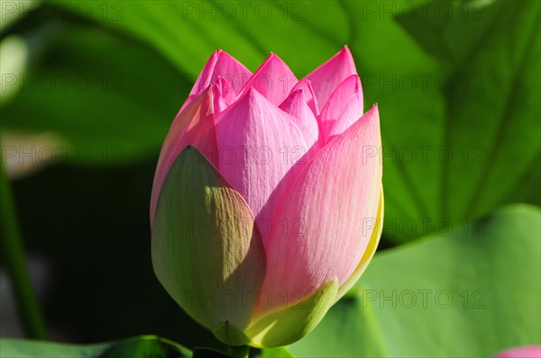 The bud of a pink lotus (Nelumbo) surrounded by green leaves, Stuttgart, Baden-Wuerttemberg, Germany, Europe
