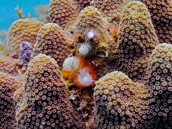 Several specimens of Christmas tree worm (Spirobranchus giganteus) on stony coral. Dive site John Pennekamp Coral Reef State Park, Key Largo, Florida Keys, Florida, USA, North America