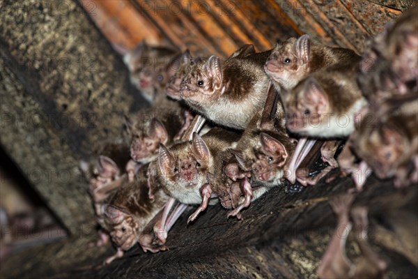 Common vampire bat (Desmodus rotundus) Pantanal Brazil