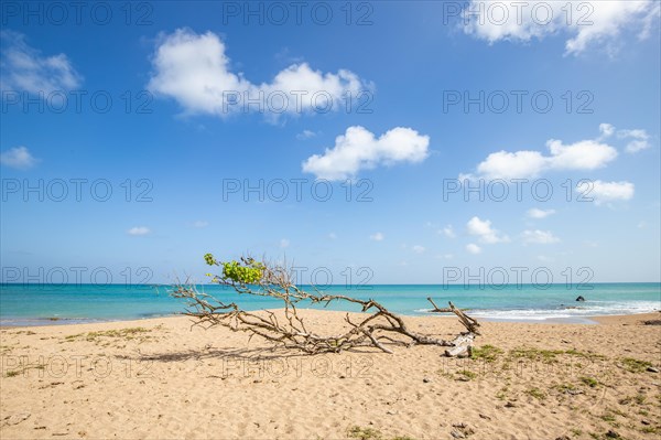 Nature in a special way, a secluded bay with a sandy beach and turquoise blue sea. In the sand lies a fallen tree, pure Caribbean in Pointe Allegre on Basse Terre, Guadeloupe, French Antilles, North America
