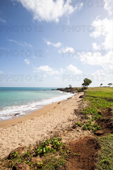 Nature in a special way, trees grow with the wind, a dreamlike landscape directly on the turquoise sea. Lonely sandy beaches in the Caribbean. Pointe Allegre on Basse Terre, Guadeloupe, French Antilles, North America