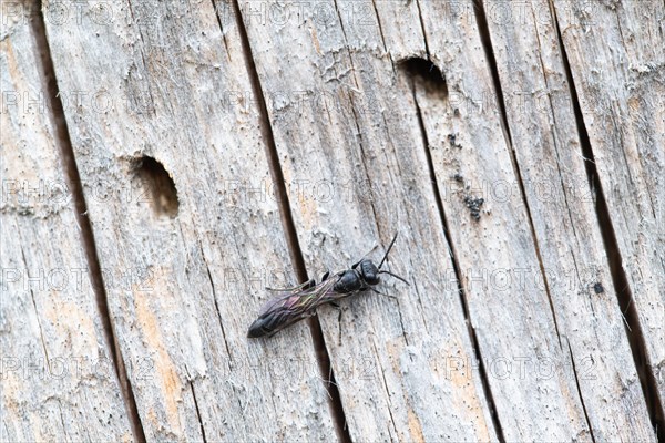 Potter's digger wasp (Trypoxylon figulus), in front of its nesting tunnel in dead wood, Harz National Park, Germany, Europe