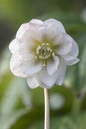 Double-flowered Lenzrose (Helleborus orientalis Hybride), Speyer, Rhineland-Palatinate, Germany, Europe