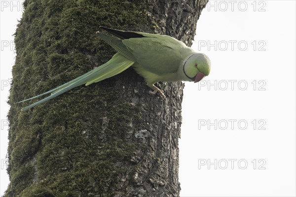 Rose-ringed parakeet (Psittacula krameri), Speyer, Rhineland-Palatinate, Germany, Europe