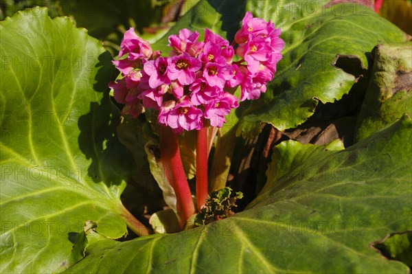 Blooming bergenia (Bergenia cordifolia), close-up, North Rhine-Westphalia, Germany, Europe