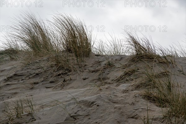 Sand dunes with waving beach grass, formed by the wind, DeHaan, Flanders, Belgium, Europe