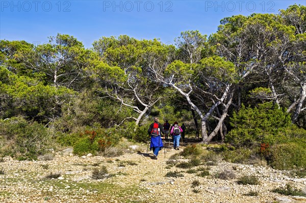 Two backpackers hiking on a nature trail through a pine forest, Coastal Hiking tour in the south of Mallorca