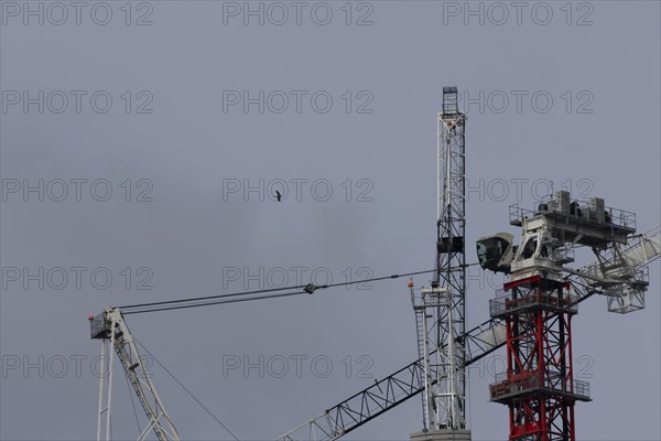 Industrial cranes on a city skyline with a Herring gull (Larus argentatus) bird flying past, City of London, England, United Kingdom, Europe