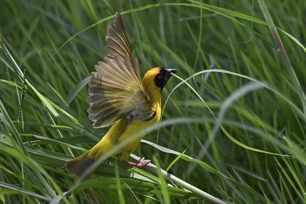 Southern masked weaver (Ploceus velatus) collecting nesting material, Madikwe Game Reserve, North West Province, South Africa, RSA, Africa