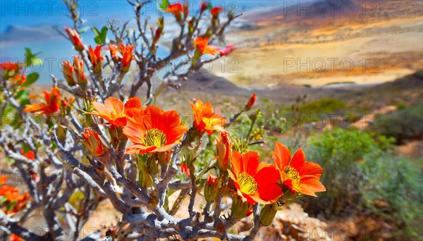 KI generated, The desert in Namaqualand blooms in August and September each year, Namibia, Africa