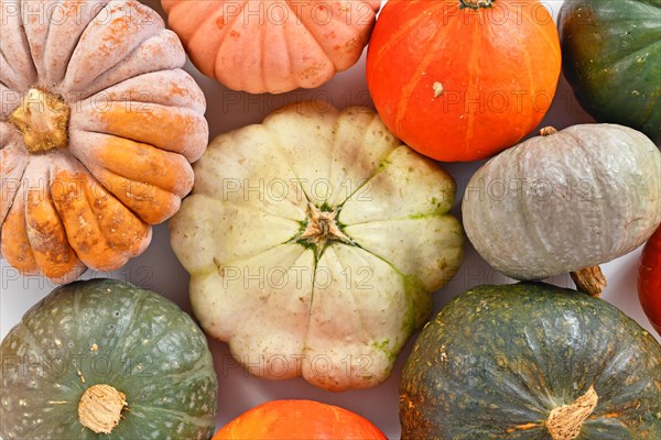 Top view of different pumpkin and squash mix