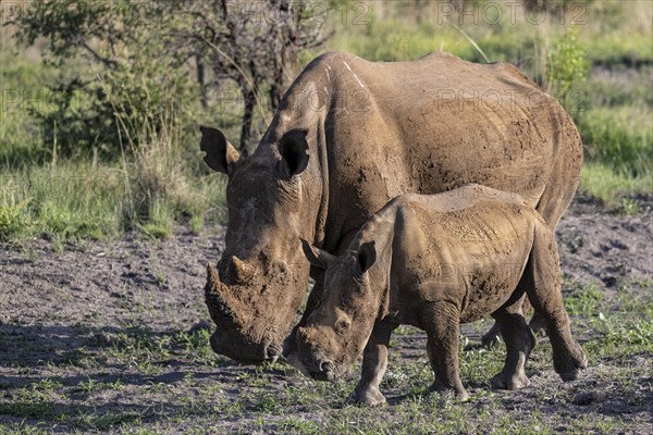 White rhinoceros (Ceratotherium simum) cow with baby, Madikwe Game Reserve, North West Province, South Africa, RSA, Africa