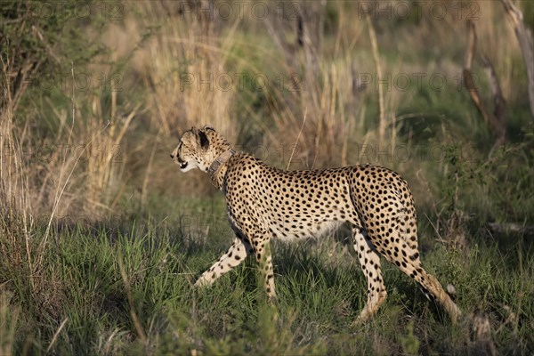 Cheetah (Acinonyx jubatus), Madikwe Game Reserve, North West Province, South Africa, RSA, Africa