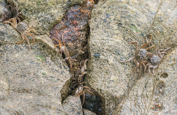 Many chinese mitten crab (Eriocheir sinensis), invasive species, neozoon, crabs, juveniles, hiding in a narrow crack between stones and crawling over rocks and concrete bank stabilisation, migrating upstream, barrage of the Elbe in Geesthacht, Lower Saxony, Schleswig-Holstein, Germany, Europe