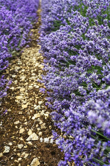 Lavender (Lavandula), path through a lavender field on a farm, Cotswolds Lavender, Snowshill, Broadway, Gloucestershire, England, Great Britain