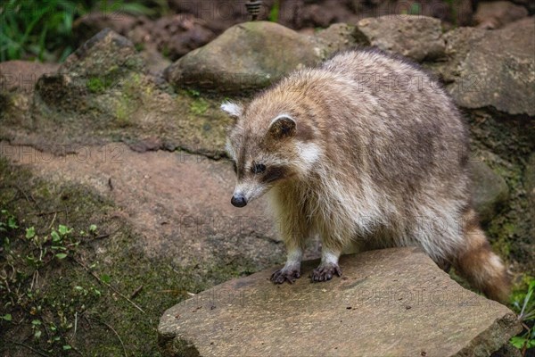 Raccoon in natural environment, close-up, portrait of the animal on Guadeloupe au Parc des Mamelles, in the Caribbean. French Antilles, France, Europe